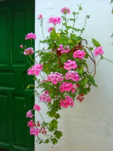 Pelargonium peltatum